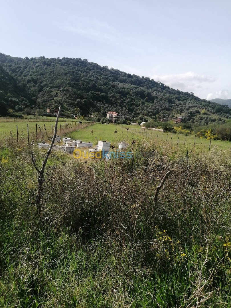 Vente Terrain Jijel Djemaa beni habibi