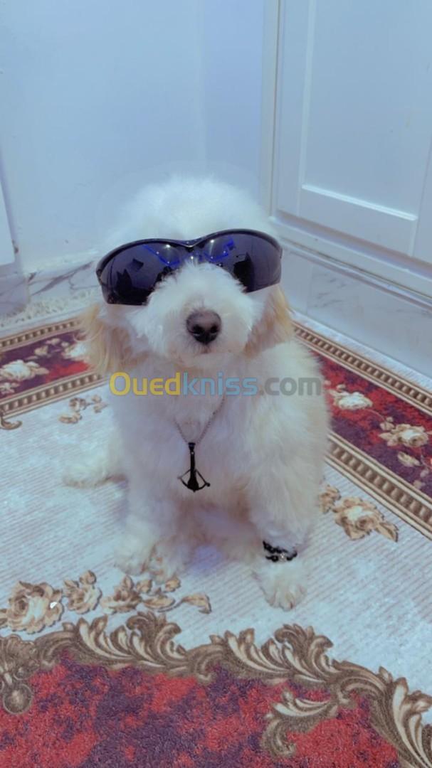 chien bichon