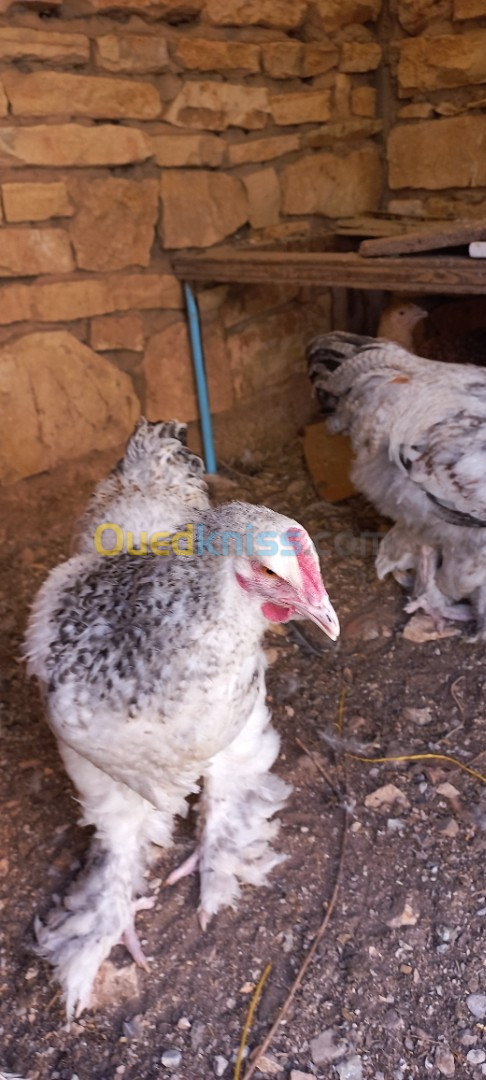 Poules  cochin