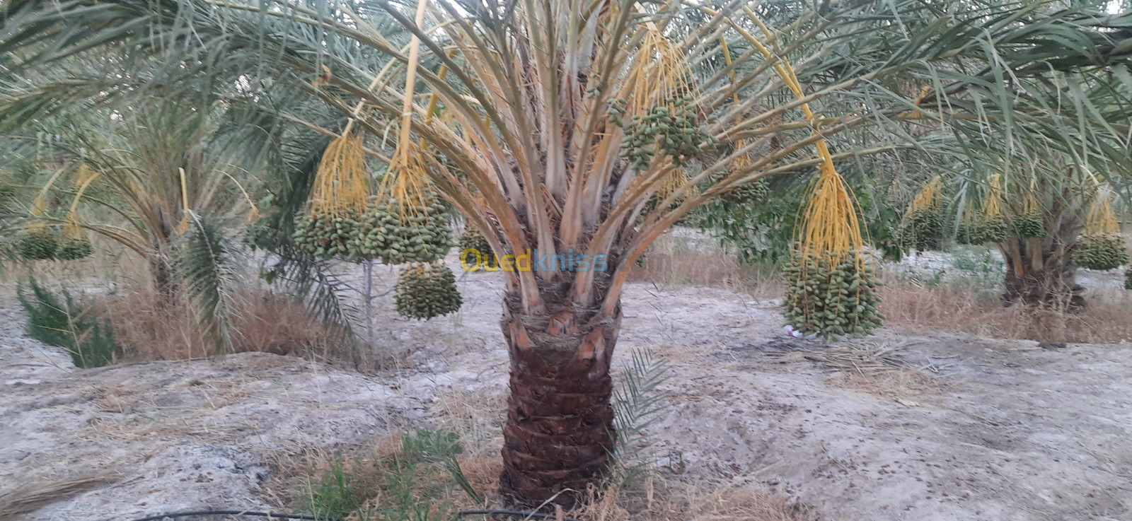 Vente Terrain Agricole Biskra Lioua