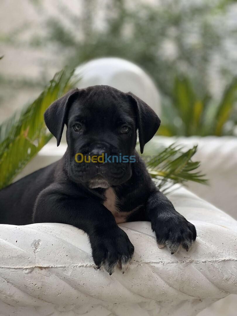 Cane corso 