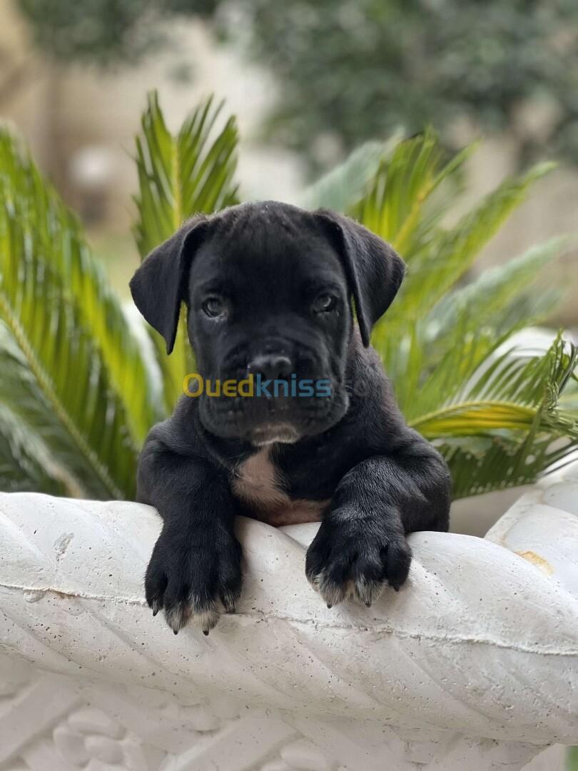 Cane corso 