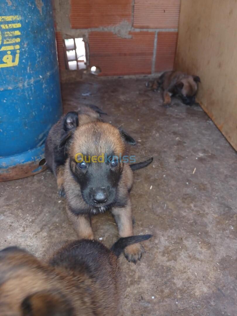 Chiots malinois pure race a vandre