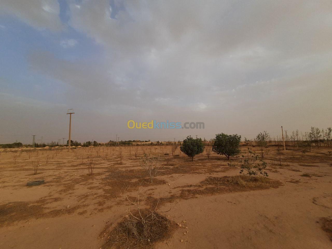 Vente Terrain Djelfa Hassi bahbah