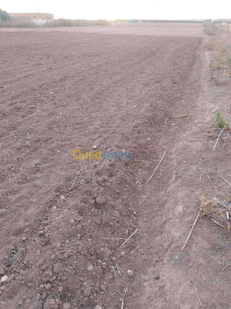 Vente Terrain Agricole Djelfa Mouadjebar