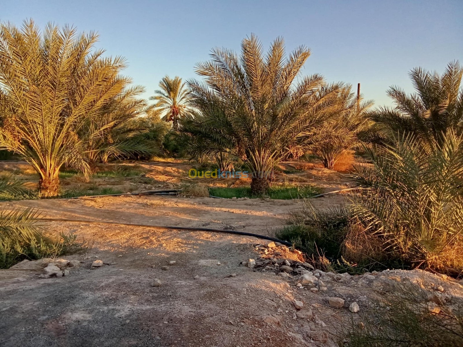 Vente Terrain Agricole Biskra El ghrous