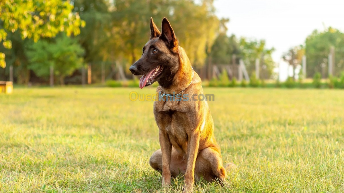 berger allemand malinois rottweiler toute type de chien