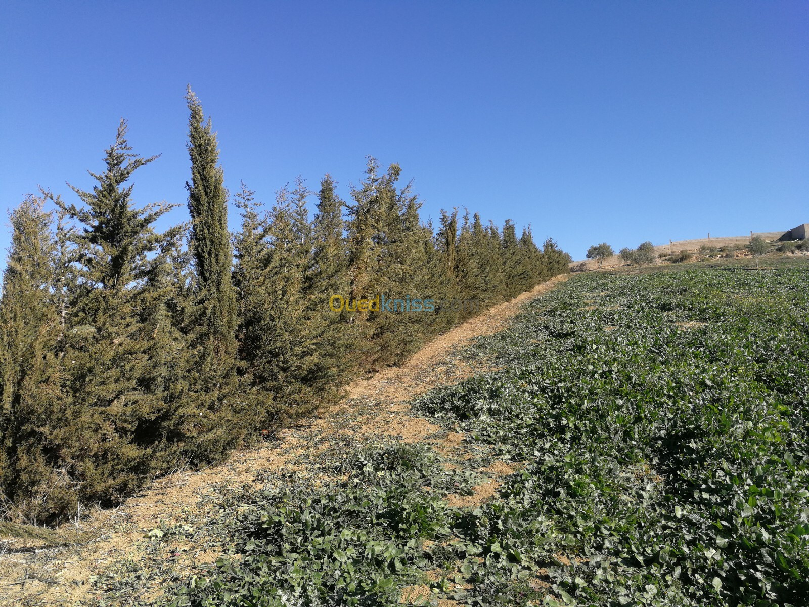 Vente Terrain Agricole Tlemcen Hennaya