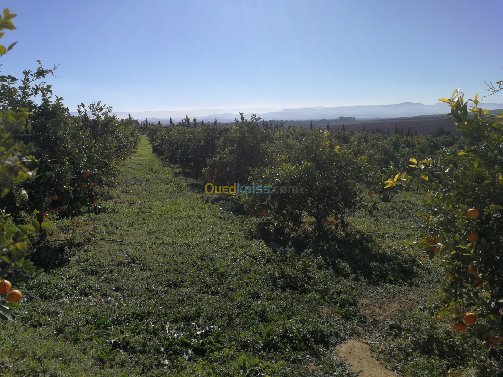 Vente Terrain Agricole Tlemcen Hennaya