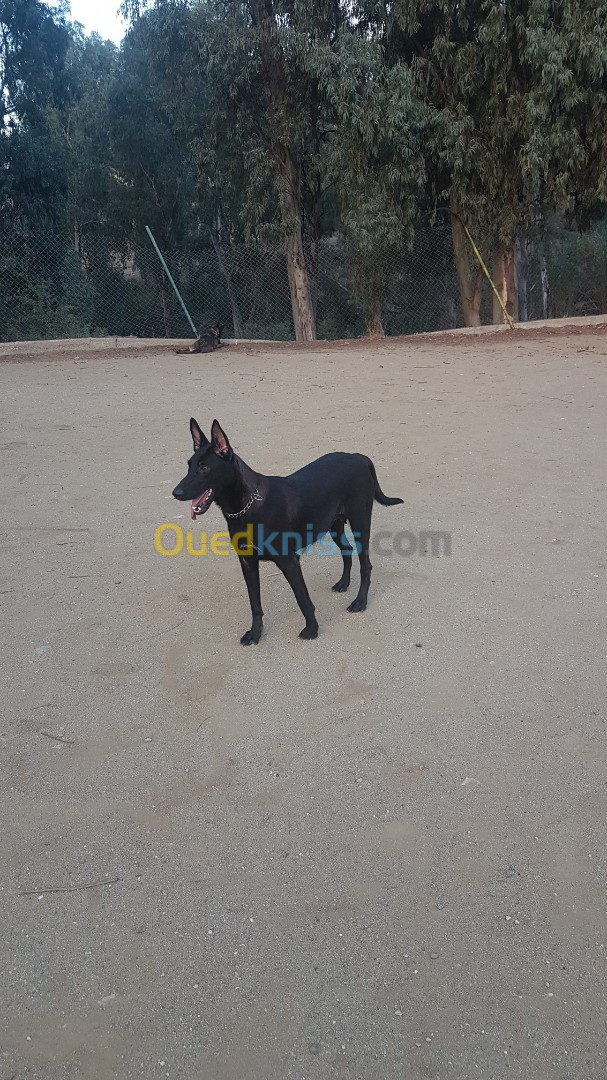 une femelle malinois le Mexicain à vendre pour l'élevage top à vendre avec ses chiots