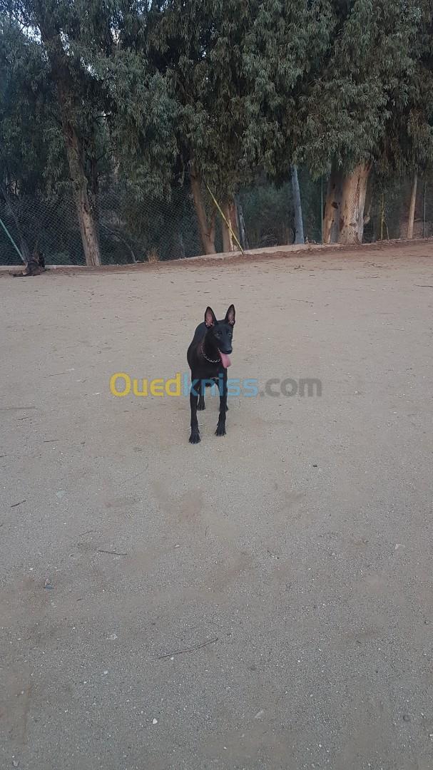 femelle malinois bleu mexicain à vendre pour élevage top