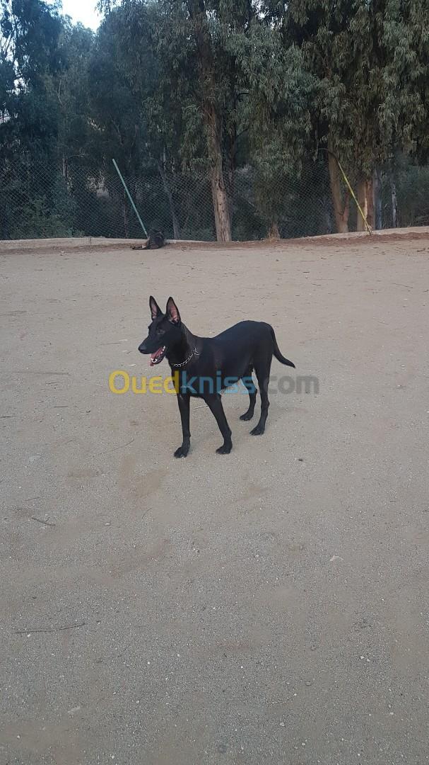 femelle malinois bleu mexicain à vendre pour élevage top