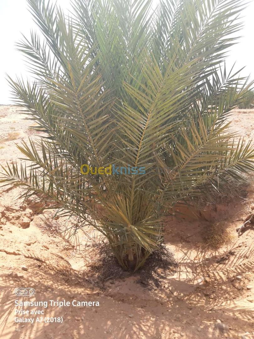 Vente Terrain Agricole Biskra El ghrous