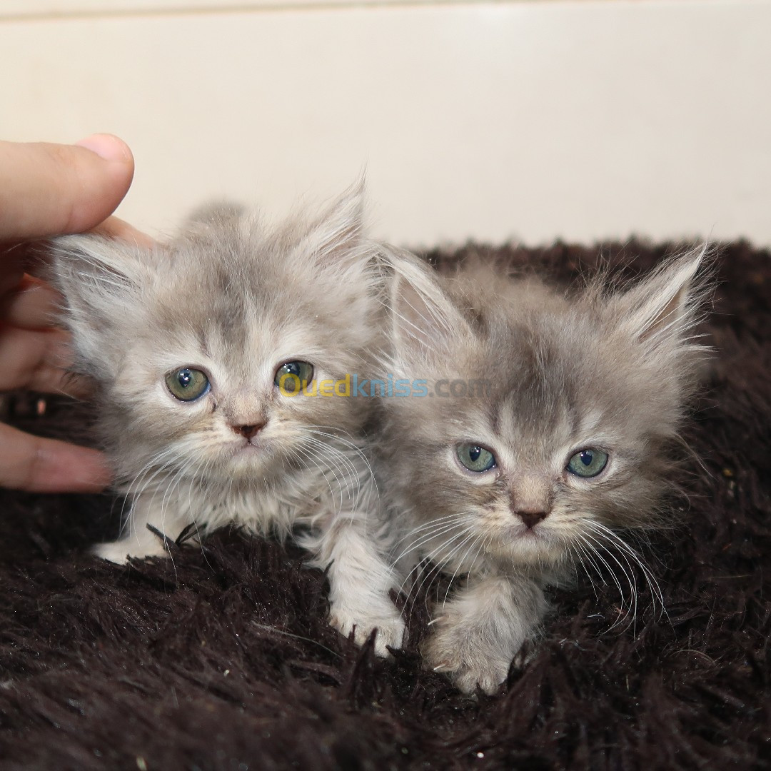 Chatons persans gris