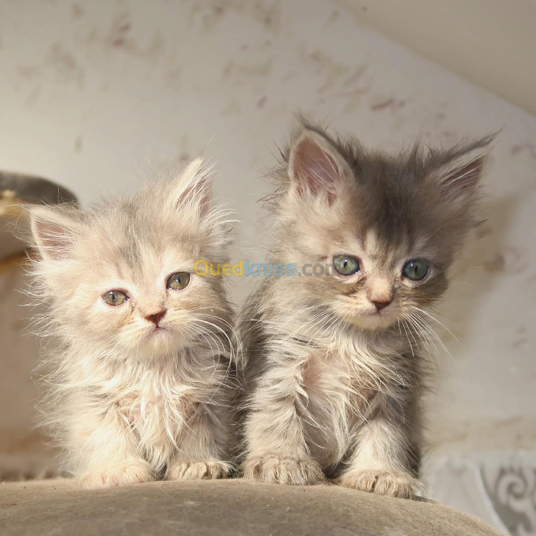 Chatons persans gris