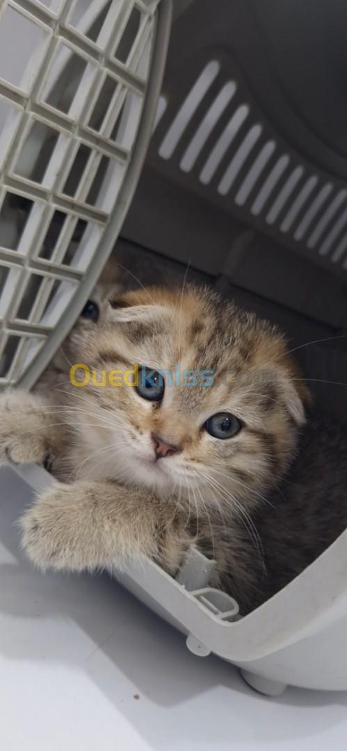 Chatons British Scottish Fold