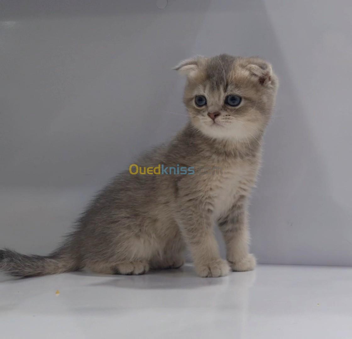 Chatons British Scottish Fold