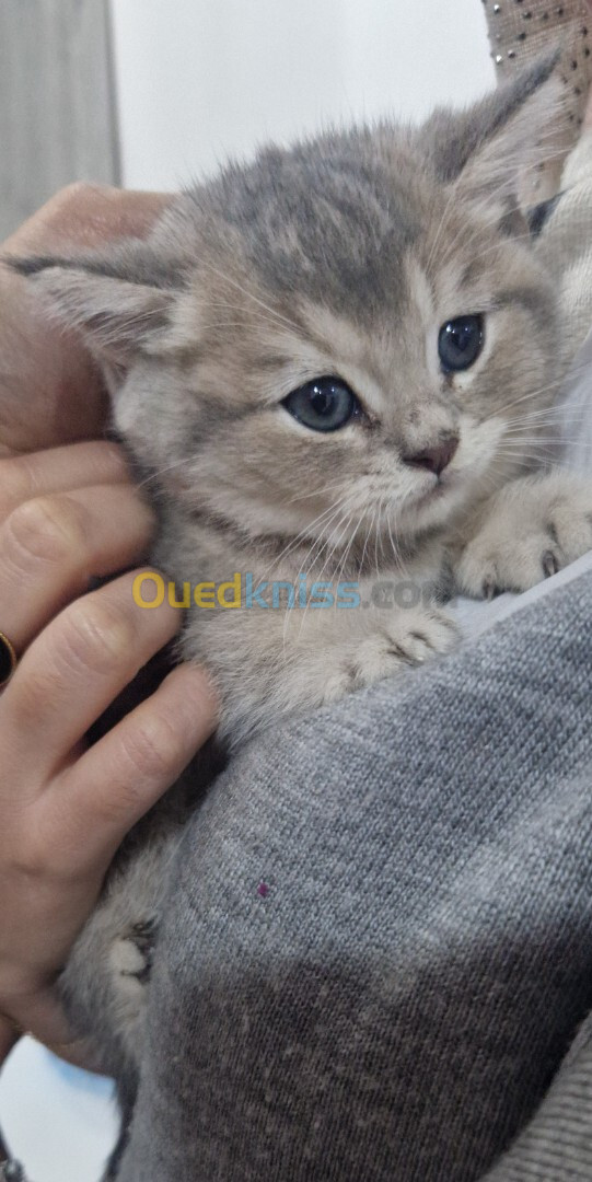 Chatons scottish et british shorthair pure race