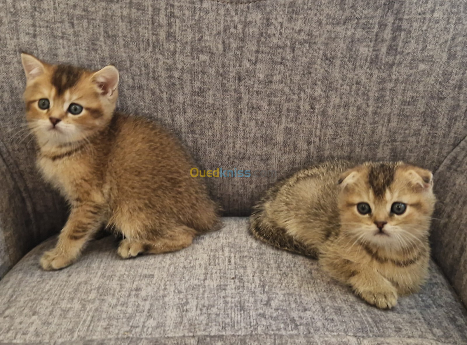 Chatons scottish et british shorthair pure race