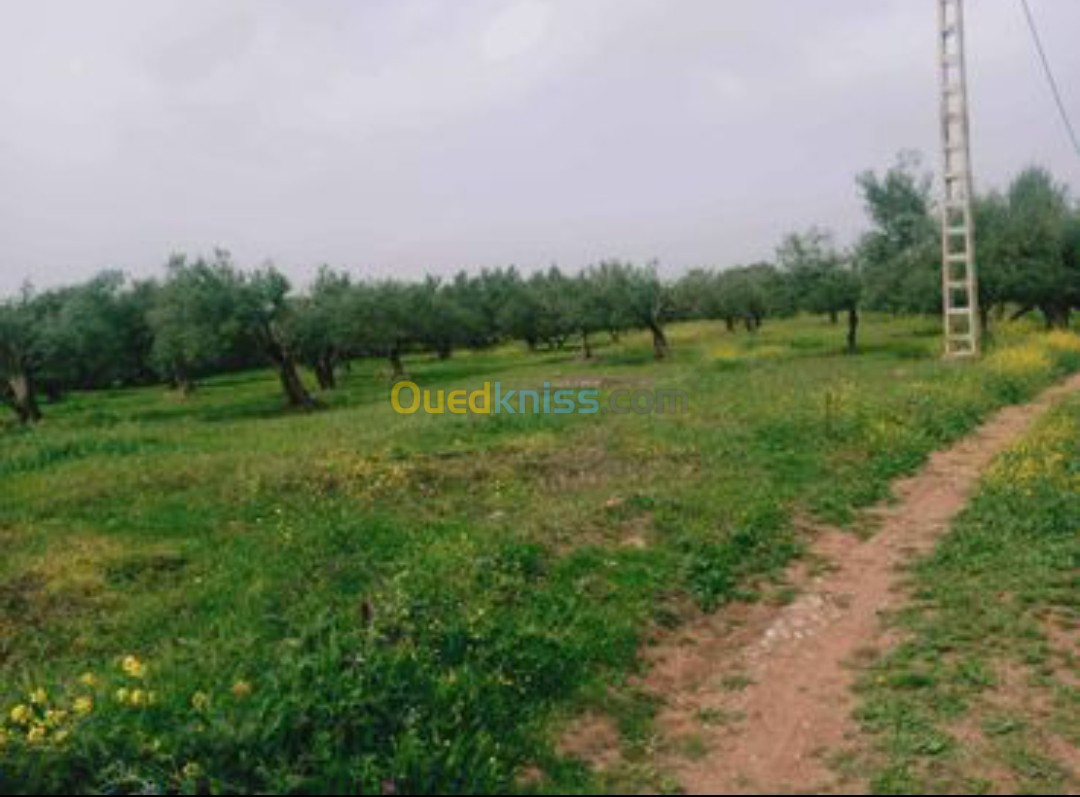 Vente Terrain Bejaia Ouzellaguen