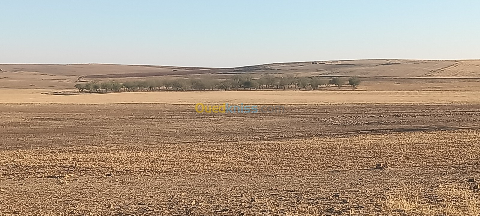 Location Terrain Agricole Tiaret Ain bouchekif