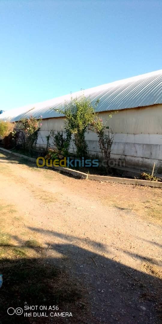 Location Hangar Jijel Emir abdelkader