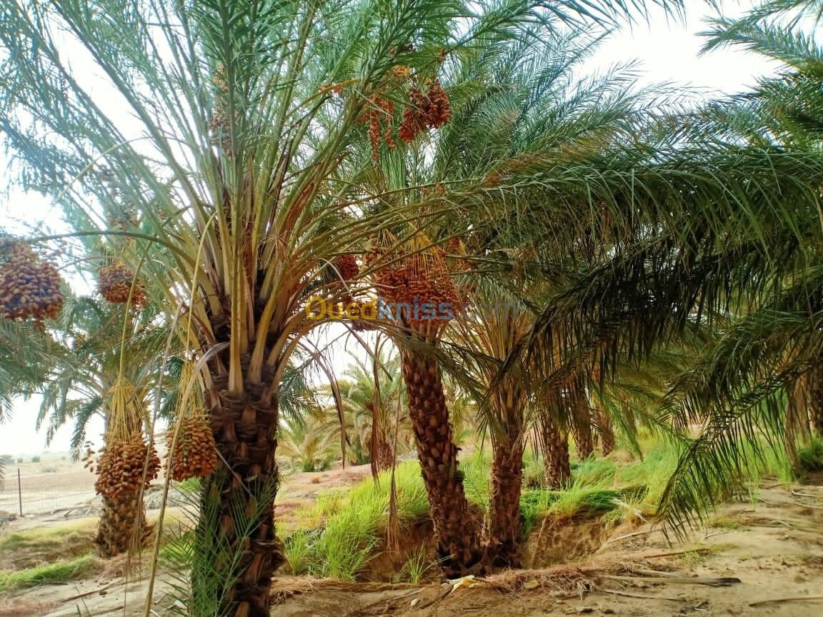 Vente Terrain Biskra Sidi okba