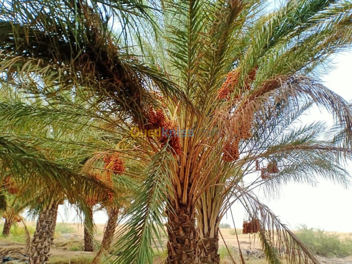 Vente Terrain Biskra Sidi okba