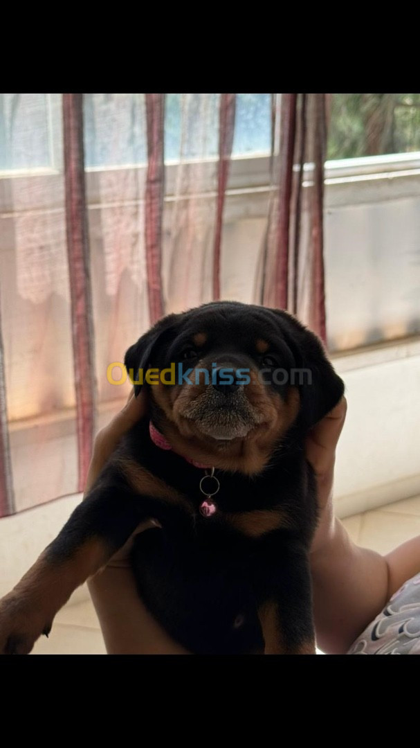 Chiots Rottweiler 