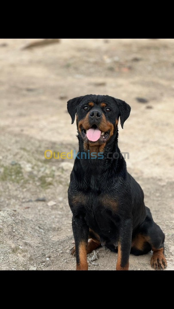 Chiots Rottweiler 