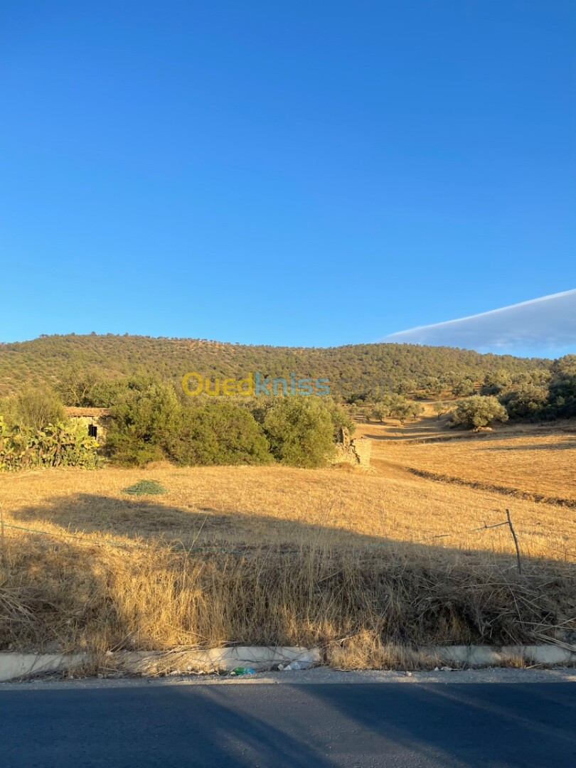 Vente Terrain Béjaïa Seddouk