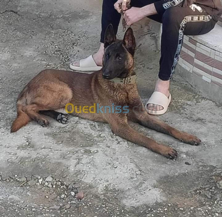 Malinois Masque noir كلب مالينو 