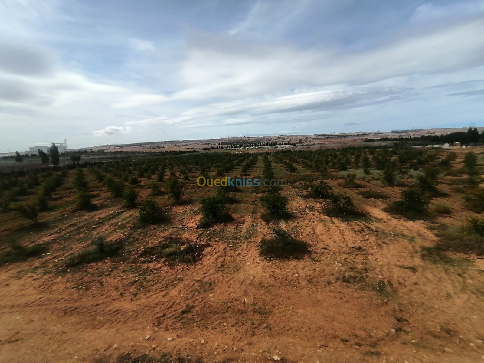 Vente Terrain Agricole Mostaganem Ain nouissi