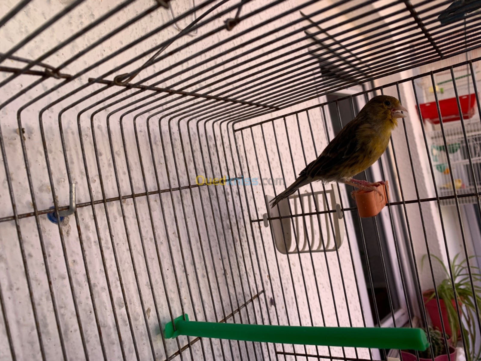 Deux femelles canaris wadjdin belbid - الجزائر الجزائر