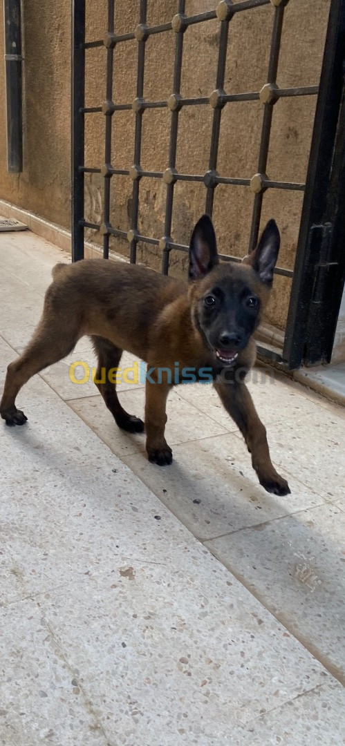 Chien malinois