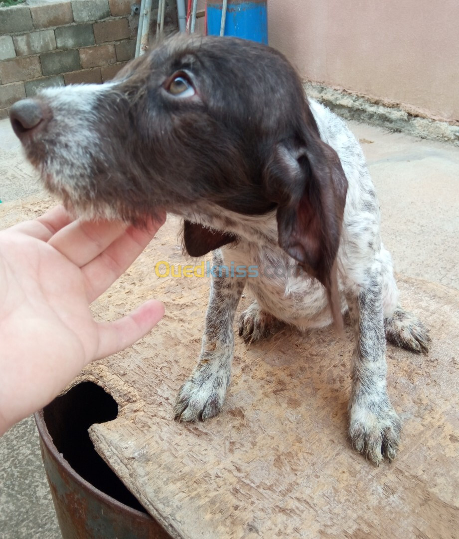 Couple chien de chasse drahthaar 