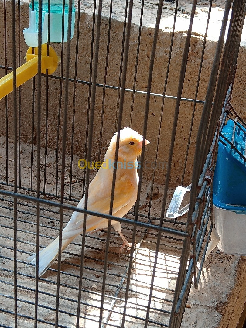 Canari male ordinaire 6 mois