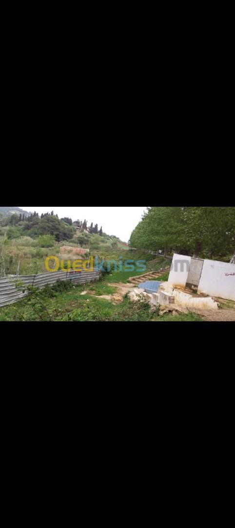 Vente Terrain Tipaza Nador