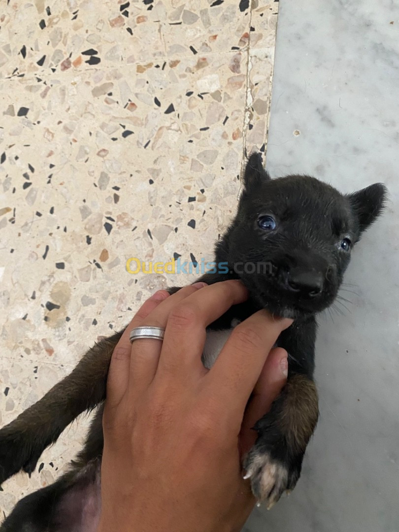 Malinois charbonnier chiot