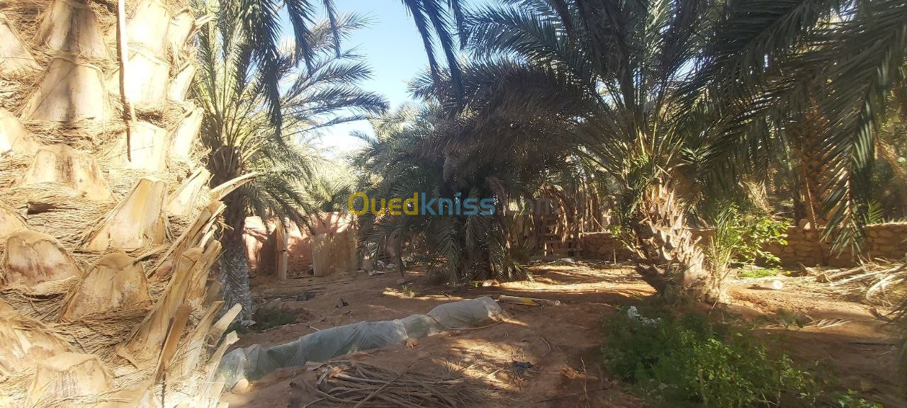 Vente Terrain Ghardaïa Metlilli