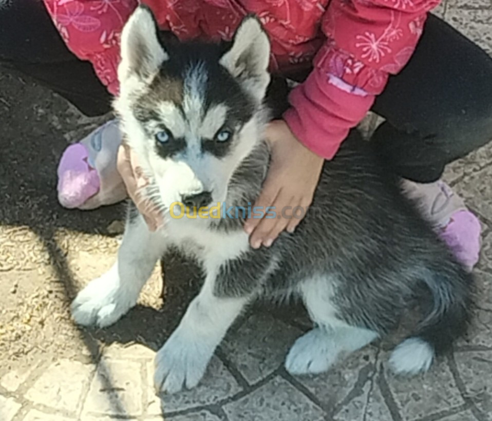 chienne husky femelle