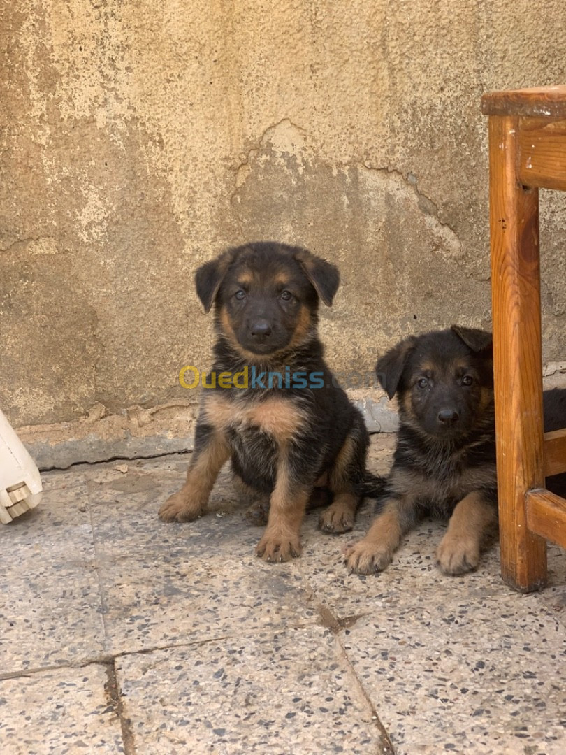 Chiot berger allemand pure race 