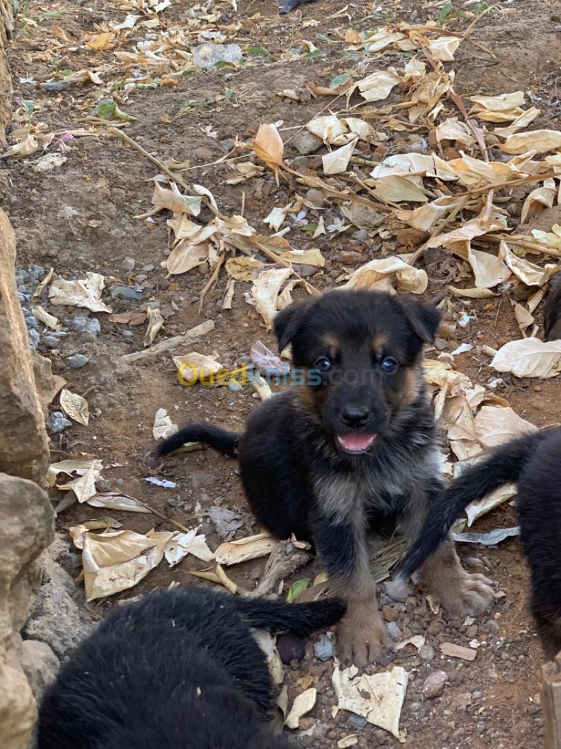 Chiot berger allemand pure race 