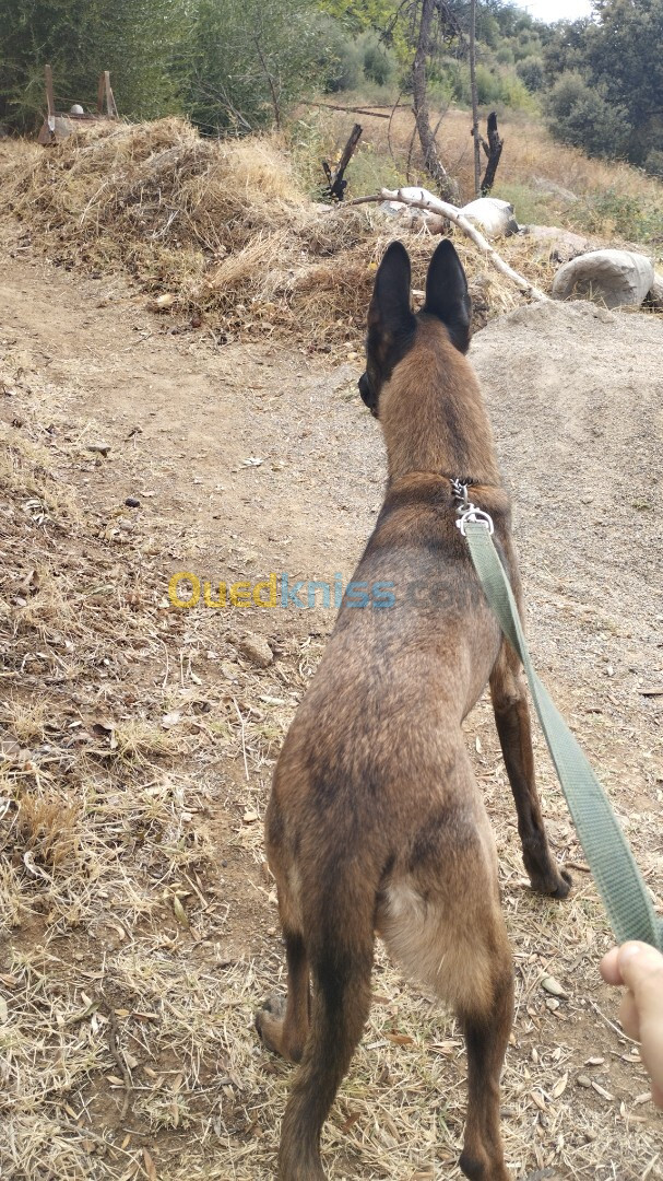 Femelle malinois presque 3 ans avec papier et puce 