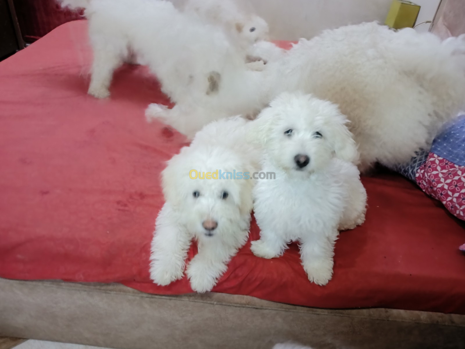 Caniche bichon Maltais de Race pure 