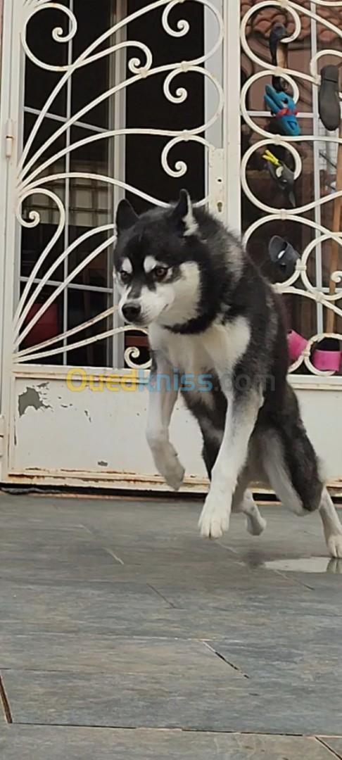 Husky mâle pour accouplement 