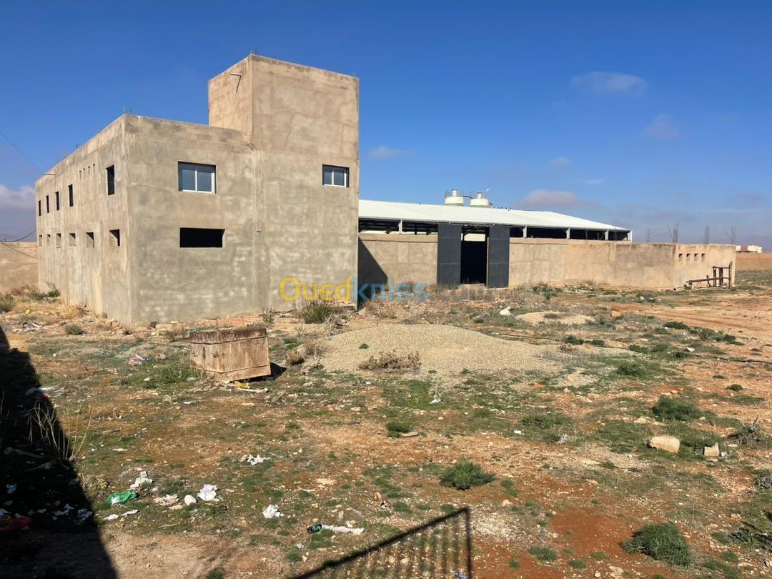 Vente Terrain Saïda Ain el hadjar