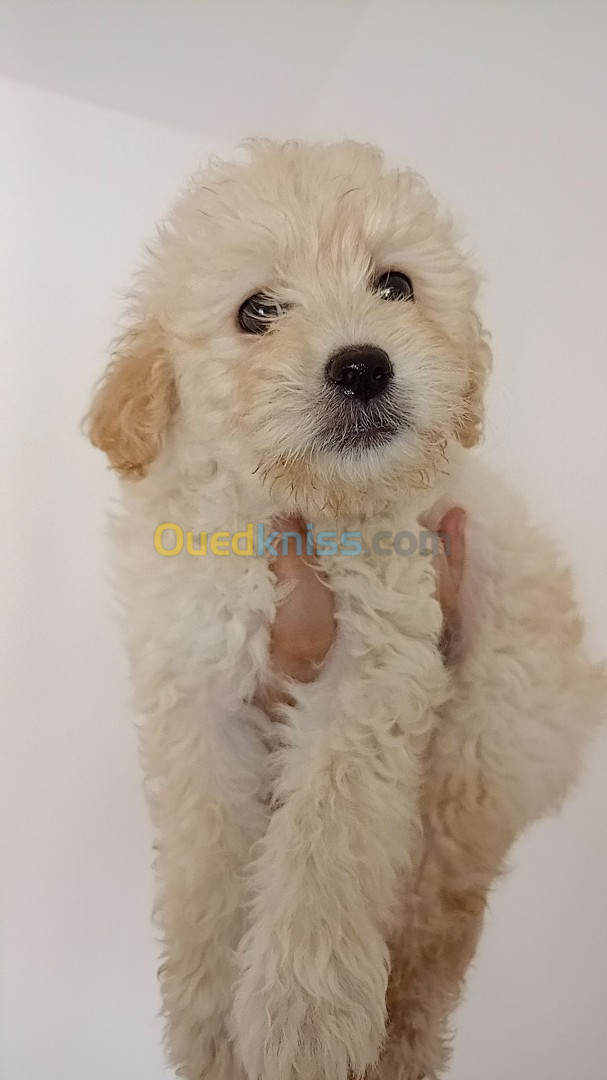 Caniche bichon havanais nain pure race 