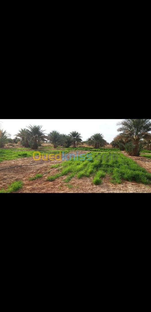 Vente Terrain Agricole Adrar Fenoughil