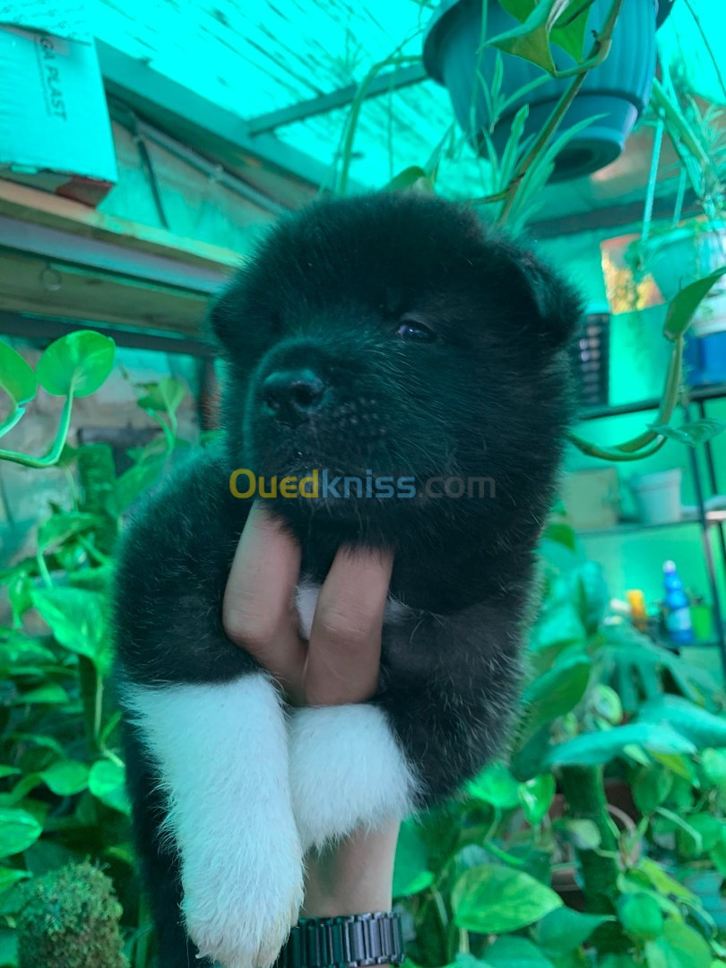 Chiot Akita black 